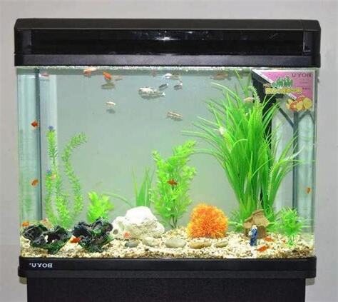 魚缸 魚數量